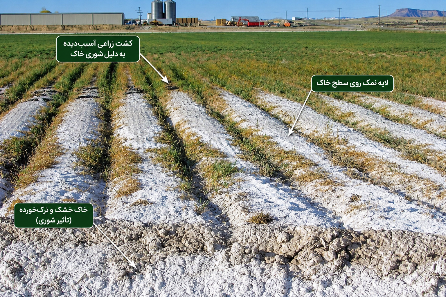 خاک شور و تجمع نمک روی سطح زمین