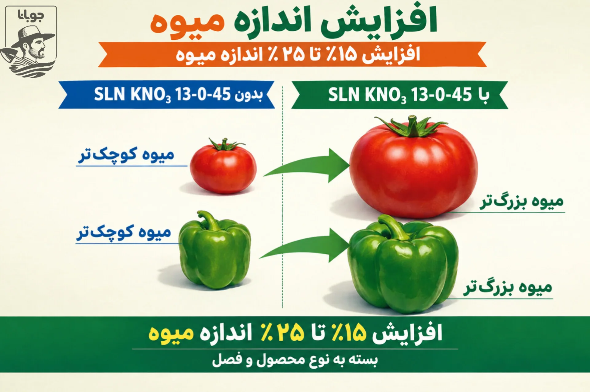 افزایش اندازه میوه