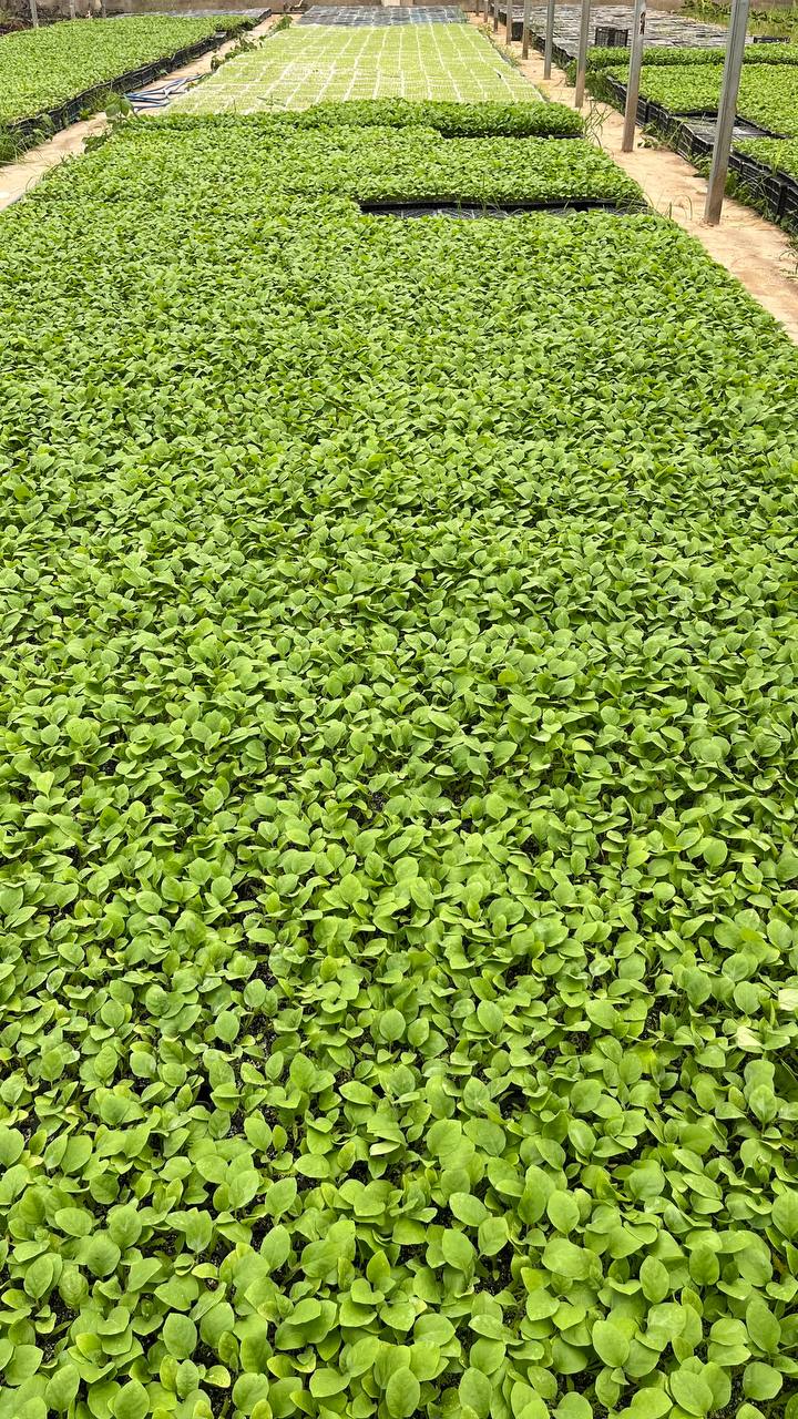 نشا بادمجان دلمه ای بذر کلش سید اختصاصی جوبانا